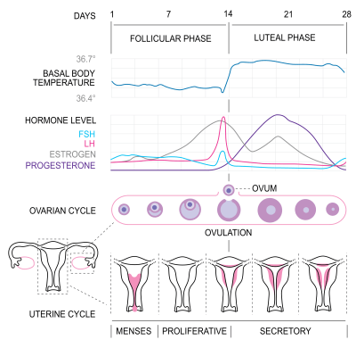 menses cycle