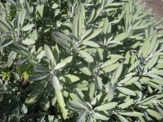 sage (2).JPG